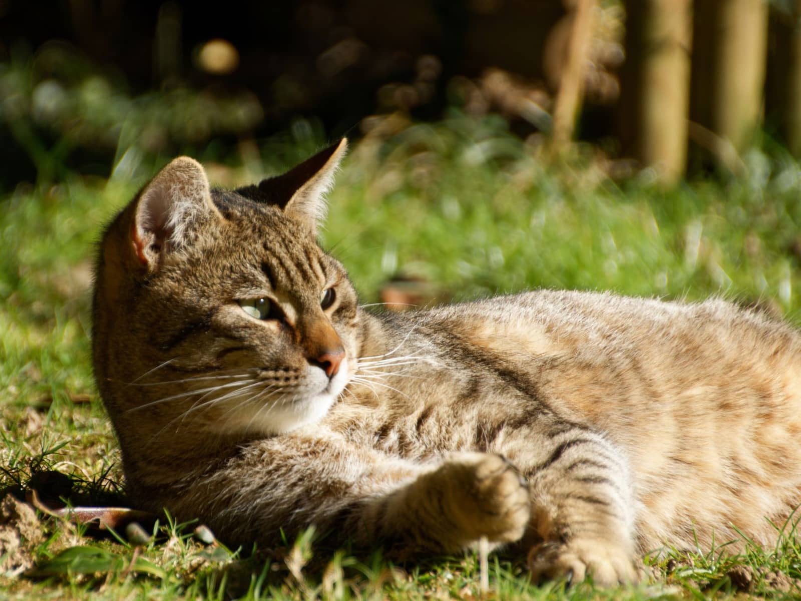 Getigerte Katze liegt in der Sonne im Gras vor einem Holzzaun