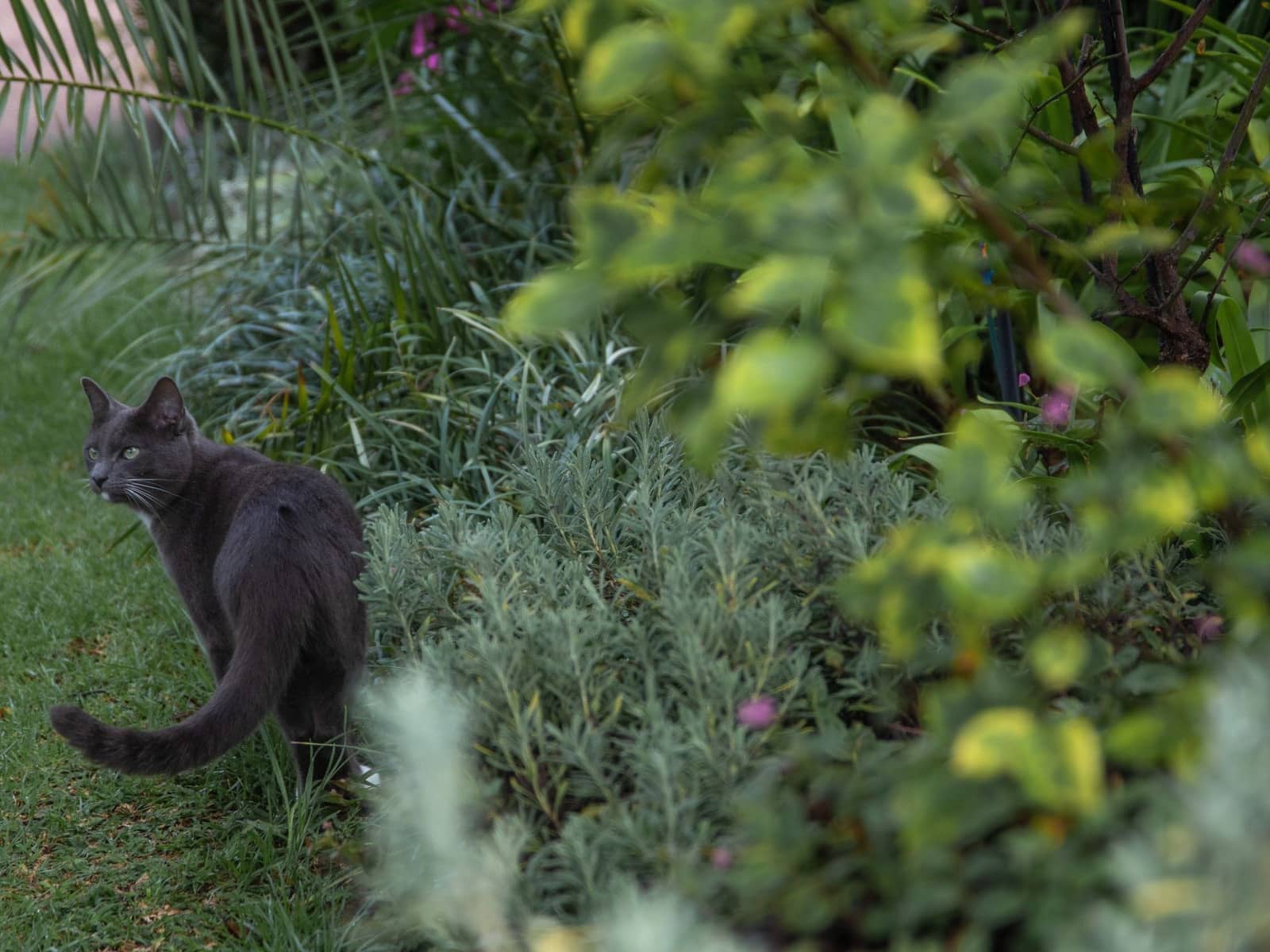 Graue Katze läuft durch einen dicht bepflanzten Garten