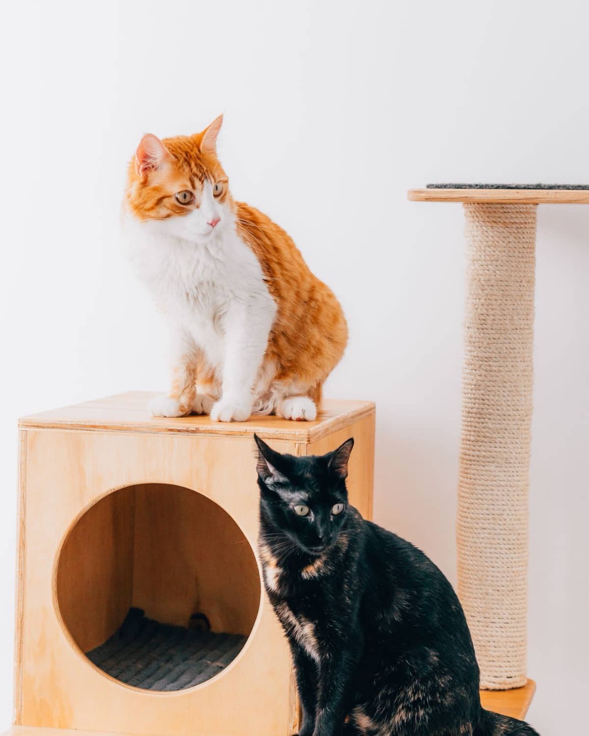 Zwei Katzen auf einem Holzhäuschen neben einem Sisal-Kratzbaum