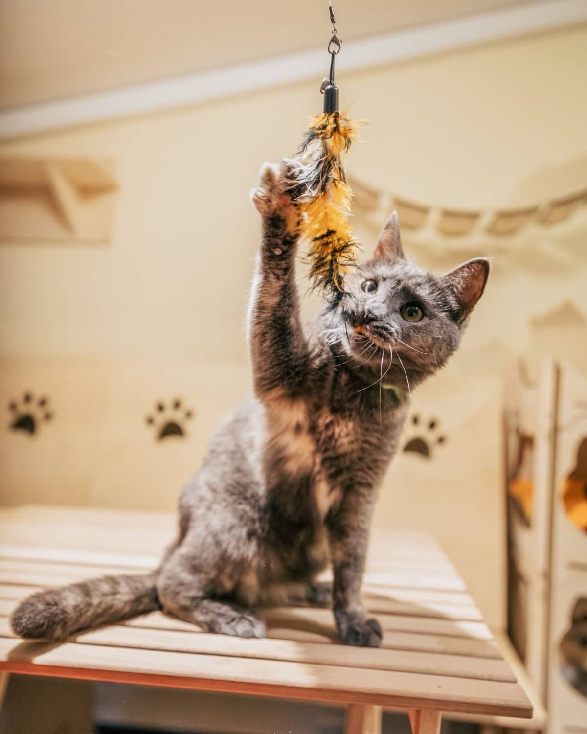 Graue Katze angelt im Spiel nach einem Federspielzeug