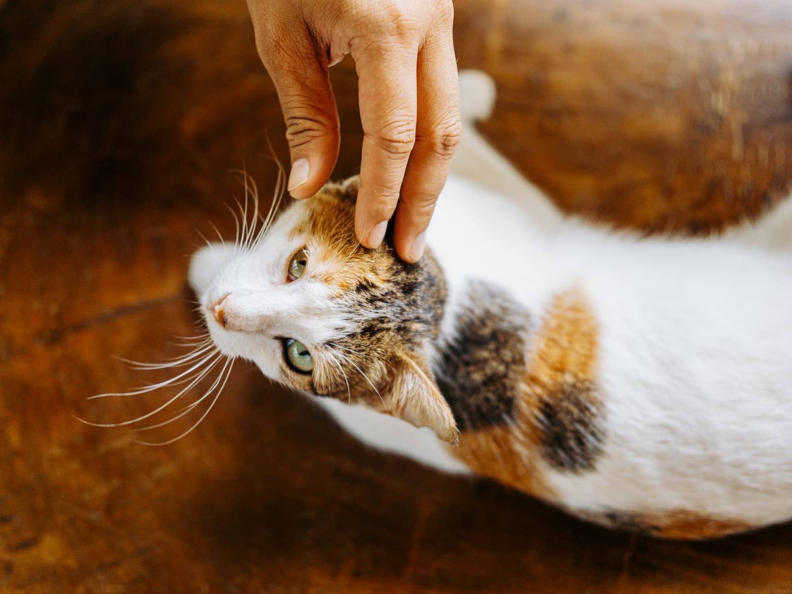 Eine Hand streichelt eine liegende weiß-getigerte Katze
