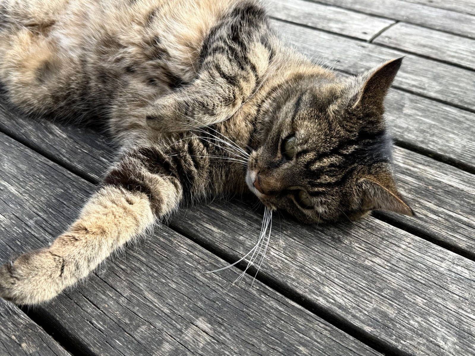 Getigerte Katze liegt ausgestreckt auf einer Holzterrasse in der Sonne