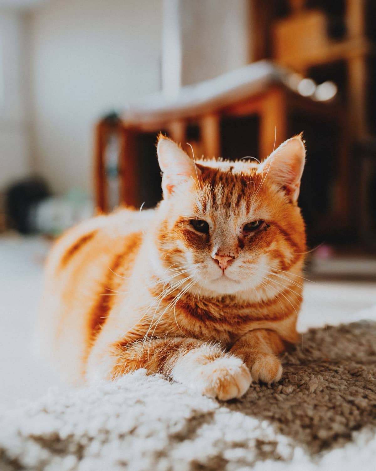 Rot getigerte Katze liegt entspannt auf einem hellen Teppich