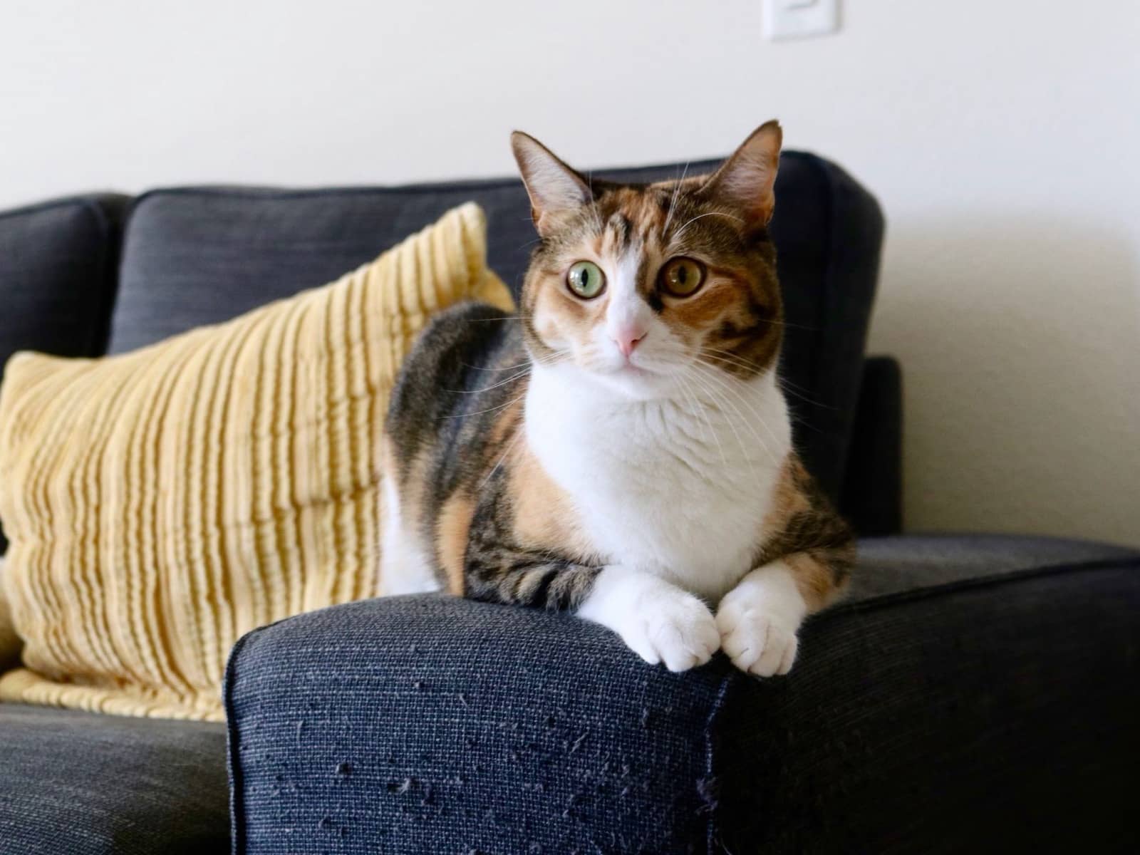 Dreifarbige Katze sitzt auf einer Sofalehne neben einem gelben Kissen